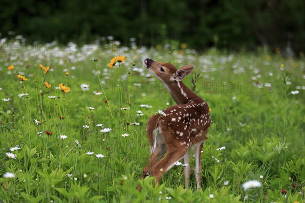 White tailed deer