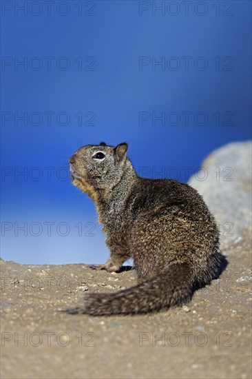 California Ground Squirrel