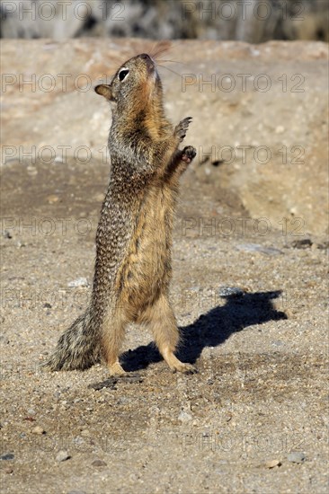 California Ground Squirrel