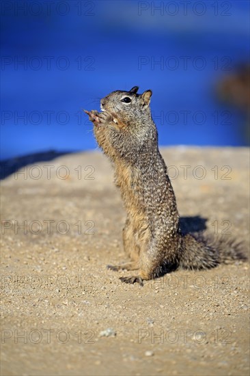 California Ground Squirrel