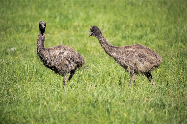 Emu