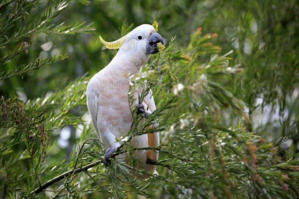 Sulphur-crested cockatoo