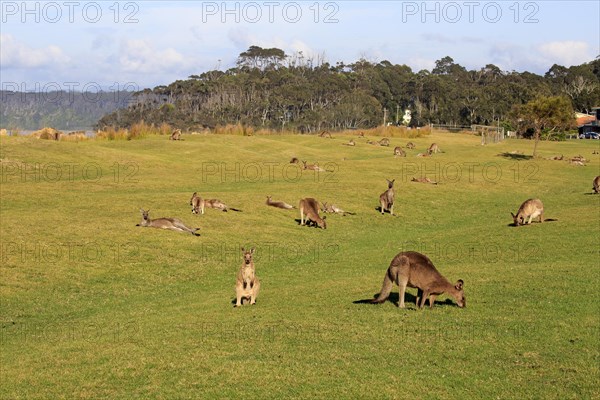 Eastern grey kangaroo