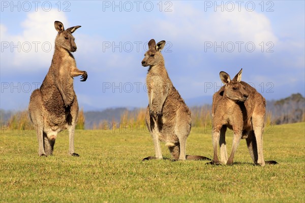 Eastern grey kangaroo