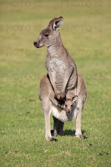 Eastern grey kangaroo