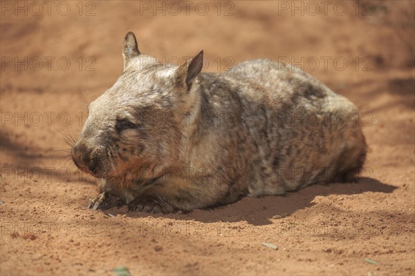 Southern hairy-nosed wombat