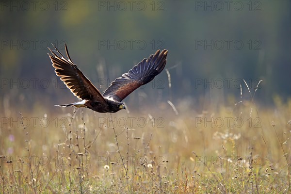 Harris' Hawk