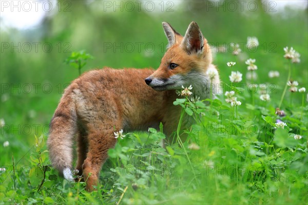 Red fox