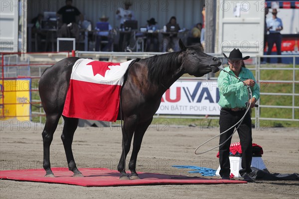 Mustang Showtime at the Rodeo