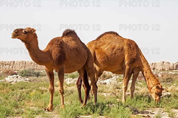 Dromedaries in front of ancient city wall