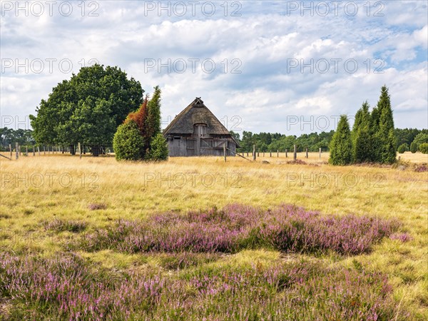Typical heath landscape with old sheep pen and flowering heather