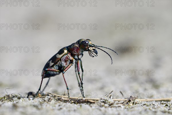 Dune Sand Beetle