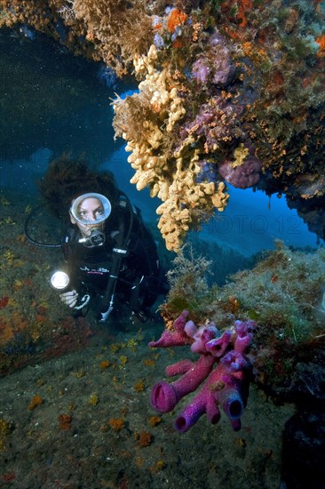 Pink tube sponge and diver