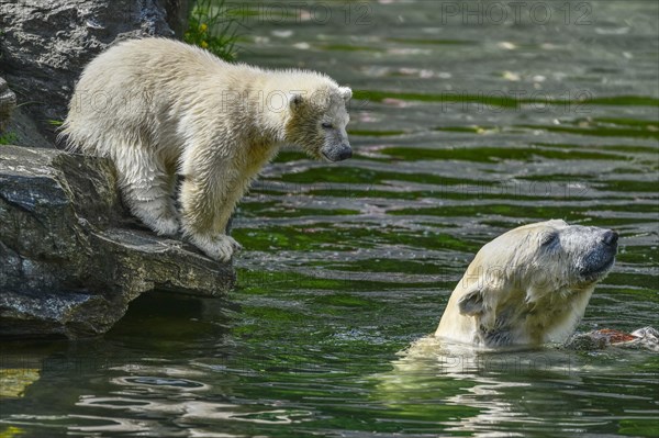 Polar bear Tonja and young Hertha