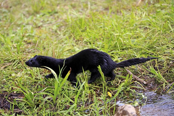 American Mink