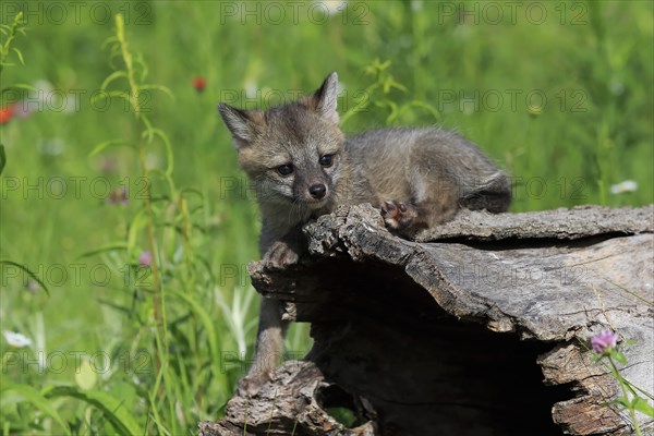 Gray fox