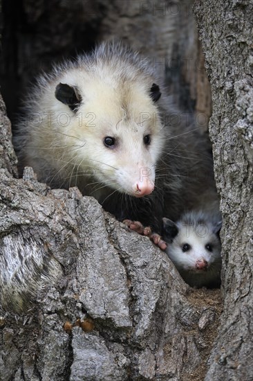 Virginia opossum