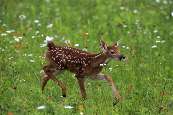 White-tailed deer