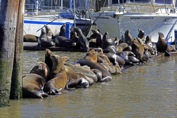 Californian Sea Lion