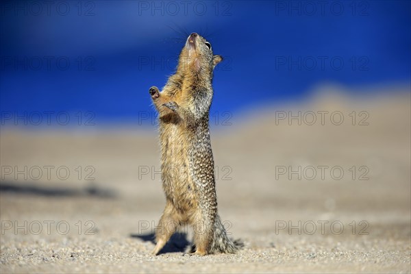 California Ground Squirrel