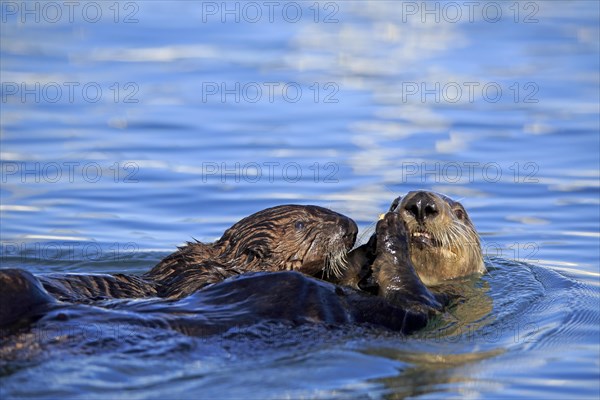 Sea Otter