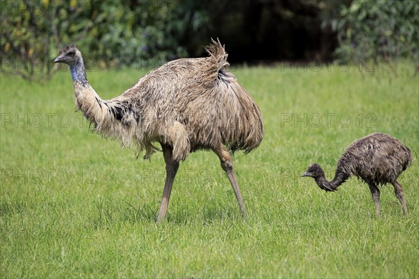 Emu