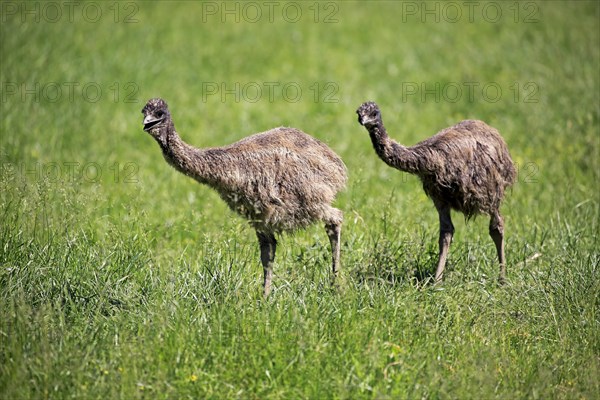 Emu