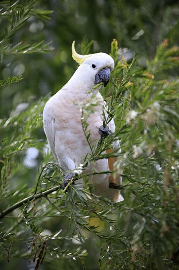 Sulphur-crested cockatoo