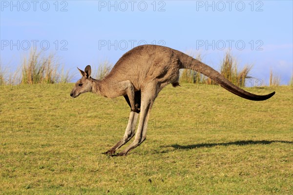 Eastern grey kangaroo