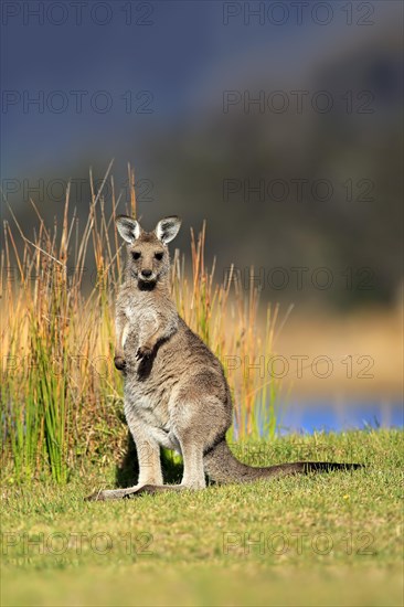 Eastern grey kangaroo