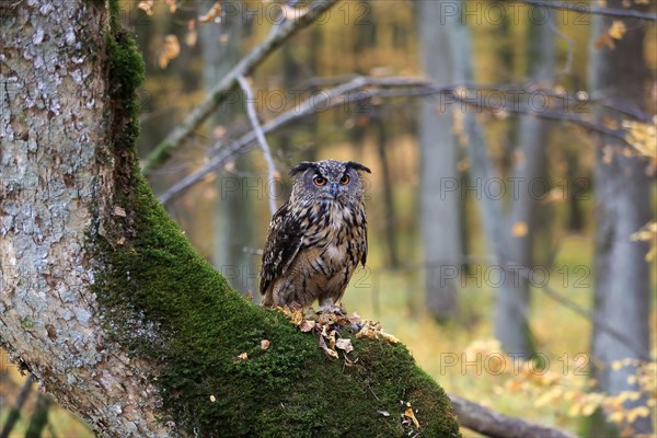 Eurasian Eagle Owl