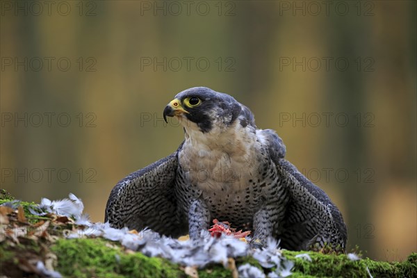 Peregrine falcon