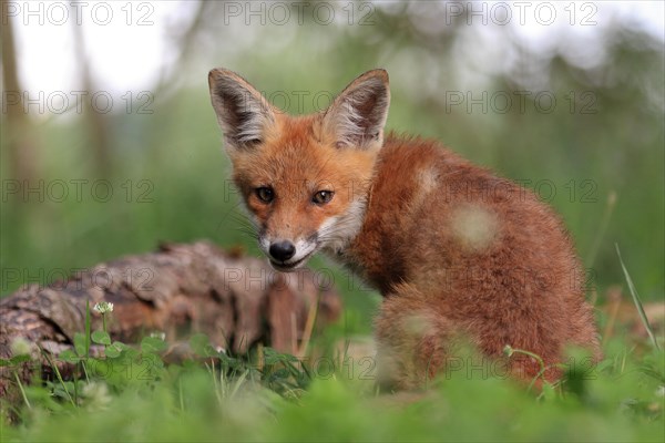 Red fox