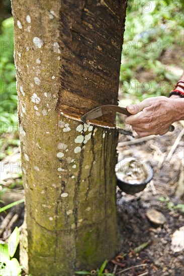 Natural Rubber Plantations