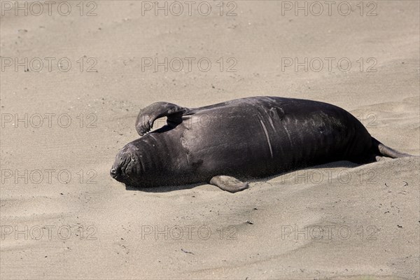 Northern Elephant Seal