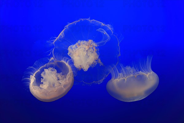 Moon Jelly