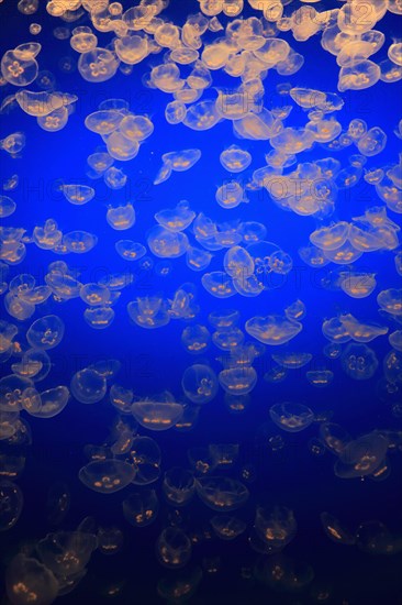 Moon Jellies