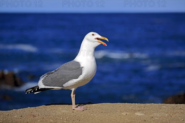 Western Gull