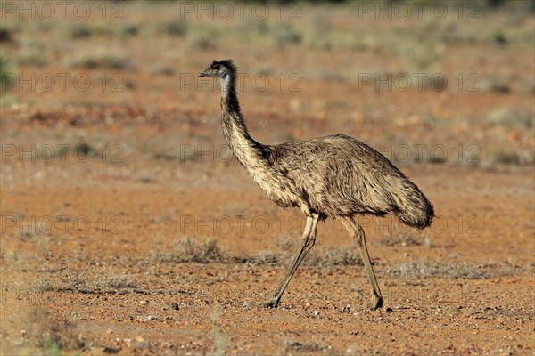 Emu