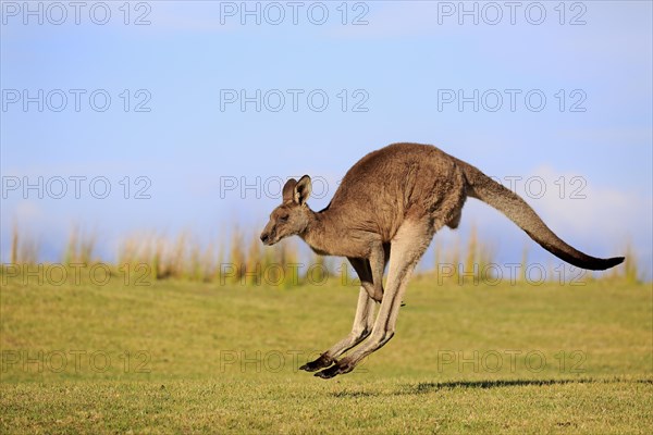 Eastern grey kangaroo