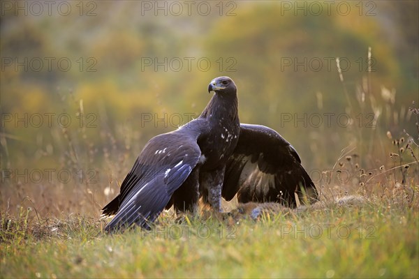 Golden Eagle