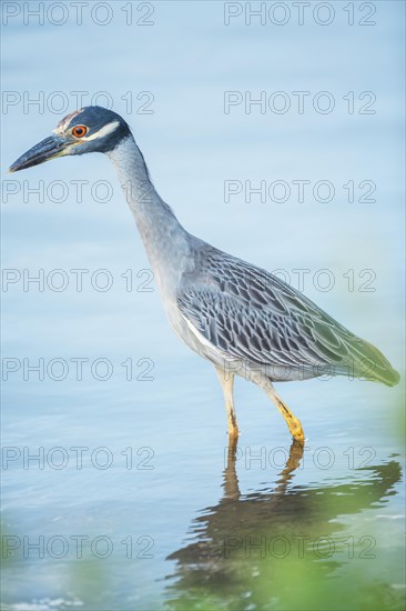 Yellow-crowned Night Heron