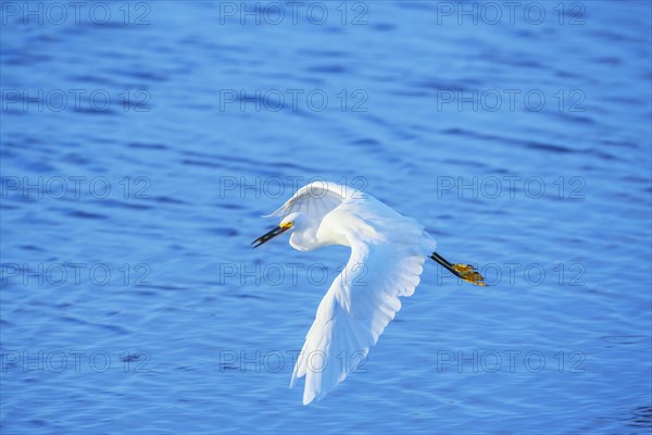 Snowy Egret