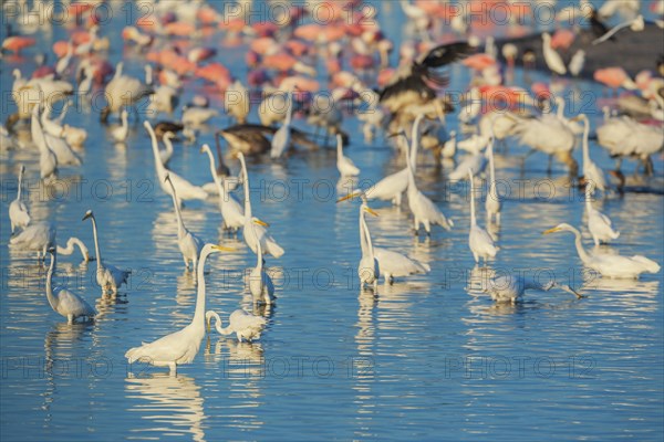 Group of Great white egrets