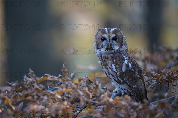 Tawny owl