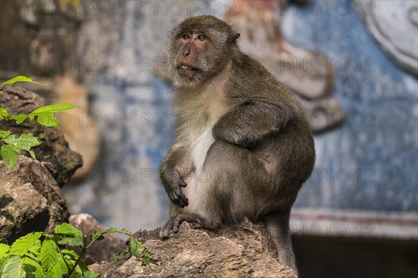 Long-tailed macaque