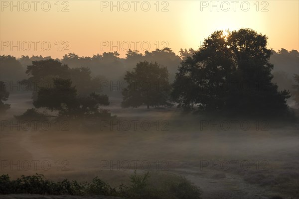 Trees at sunrise