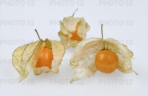 Physalis