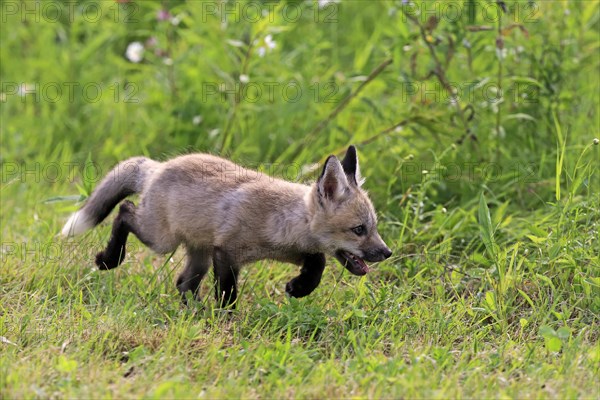 Eastern american red fox