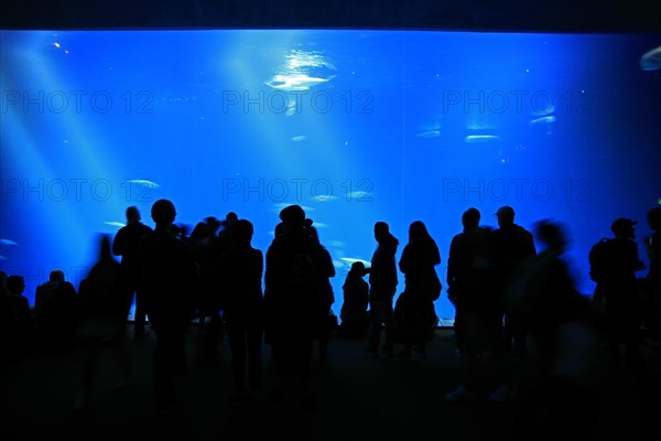 Monterey Aquarium